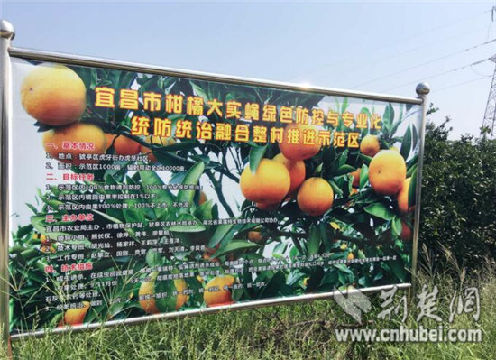 宜昌市农业局领导检查猇亭灾后恢复生产和柑橘