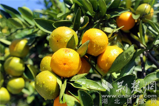线上线下给力 外贸出口增长 夷陵区销售柑橘1