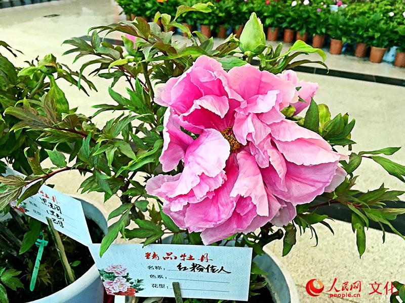 【网络媒体走转改】安徽芜湖:牡丹真国色,花开动“江城”