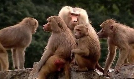 ��԰����������ʳ�����ο� �ɲ�Ը������