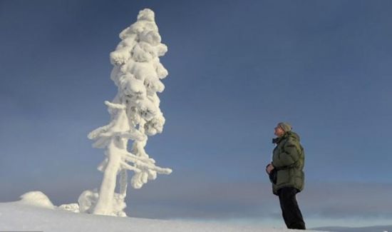 瑞典中部发现世界最古老树木 9500岁还在继续生长