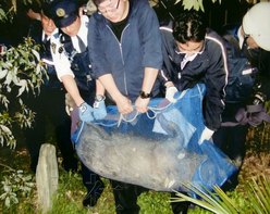 �ձ�Ұ�����뾩������ײ�γ�������������ͼ��