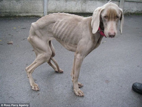 小狗被发现时状况已经非常不好