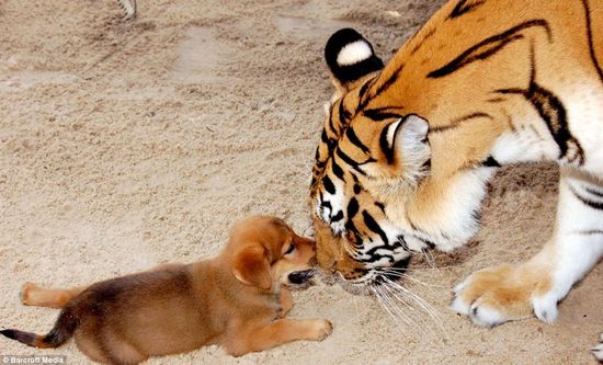 Ů�����ԼҺ�Ժ��2ֻ�ϻ� �Գơ����衱(��ͼ)