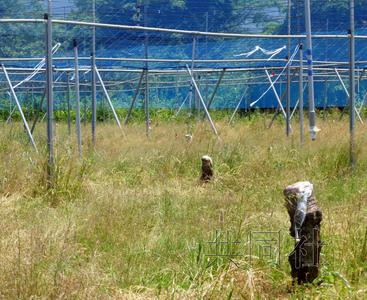 日本遭遇“猕猴桃溃疡病”大面积果园受灾(图)