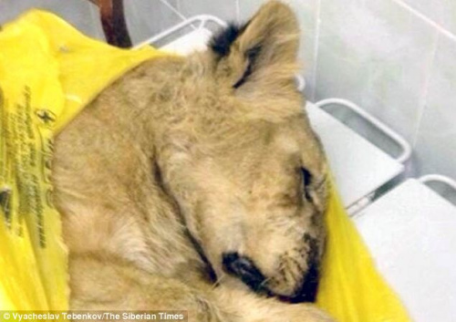 这只狮子的主人将其注册为“家猫”,把它带上了火车。