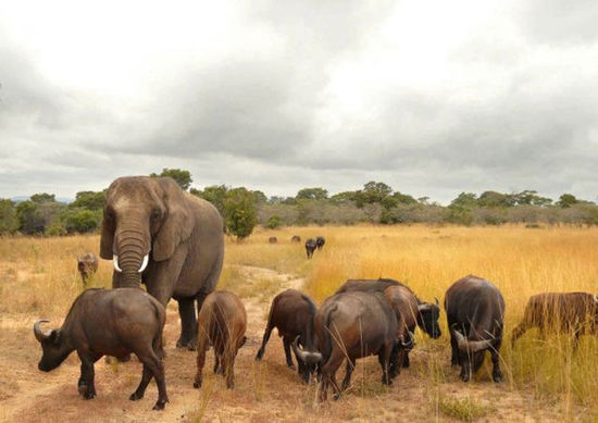 津巴布韦大象误以为自己是水牛 整日与牛群为伍