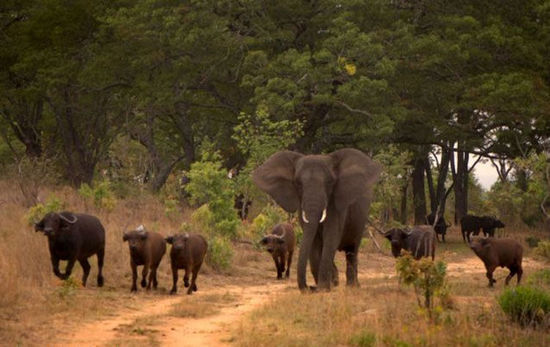 津巴布韦大象误以为自己是水牛 整日与牛群为伍