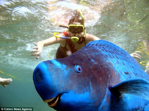 调皮鹦鹉鱼爱抢镜拍照是生态平衡保护者(组图)