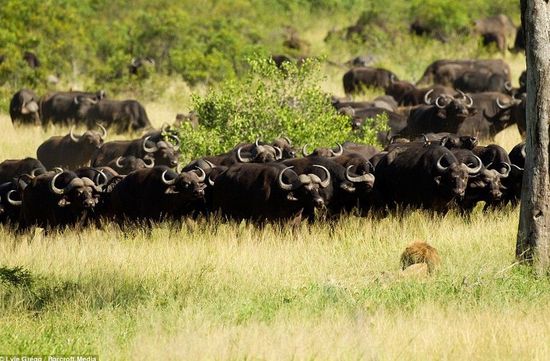 �Ϸ���ʨ����ˮţȺ ����δ�챻��̤����(ͼ)