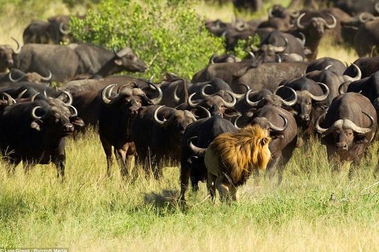 �Ϸ���ʨ����ˮţȺ ����δ�챻��̤����(ͼ)