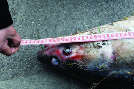 ��ţ��������212��