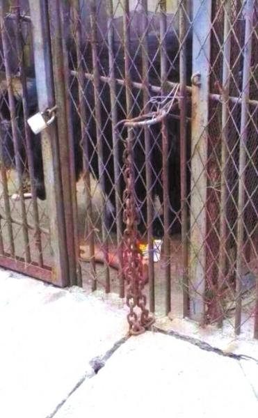 男孩翻护栏看熊被咬掉胳膊 动物园暂筹8000元救治