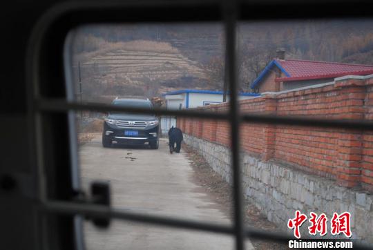 警方开车远远跟着黑熊