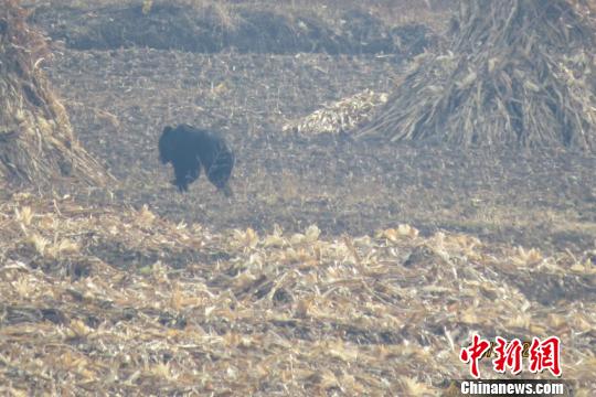 下山闲逛的黑熊