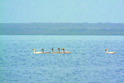 西伯利亚天鹅连续7年府河越冬 汉孝两地共同保护