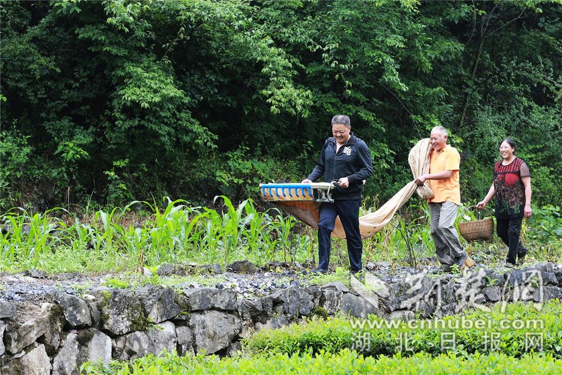 田維福)宜昌市長陽土家族自治縣都鎮灣鎮峰巖村,因